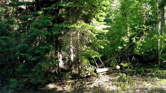 Ghosts walking on haunted pathway in the Rocky Mountains. Halloween, Nature, Public, Outdoor